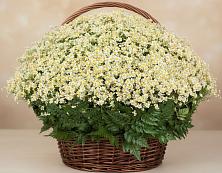 Цветочная композиция из Ромашки в корзине #REPLACE_PRED# Алексине