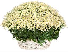 Цветочная композиция из Ромашки в корзине #REPLACE_PRED# Алексине